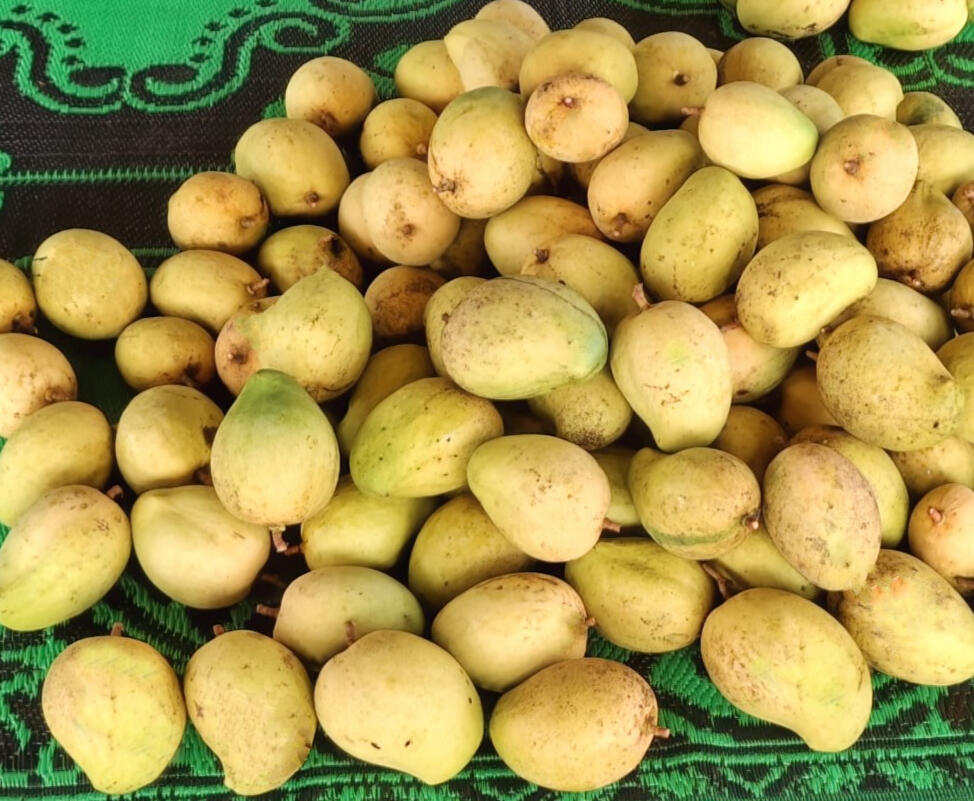 Organic Sweet Mangoes Picture of a mango produced in Waterlily Farm